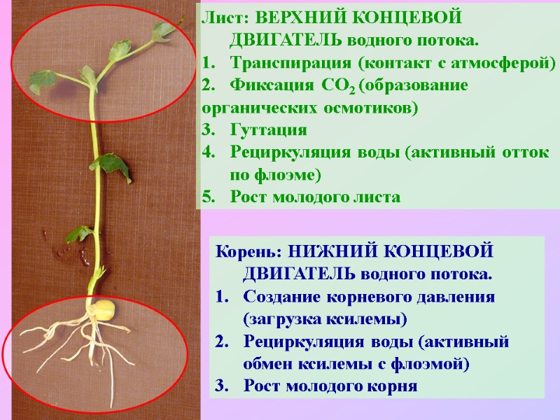 Лист: ВЕРХНИЙ КОНЦЕВОЙ ДВИГАТЕЛЬ водного потока. Транспирация (контакт с атмосферой) Фиксация СО2 (образование 